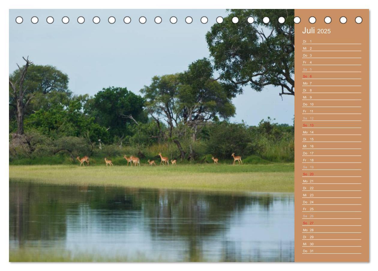 Bild: 9783435669837 | Afrika - Faszinierende Tierwelt (Tischkalender 2025 DIN A5 quer),...