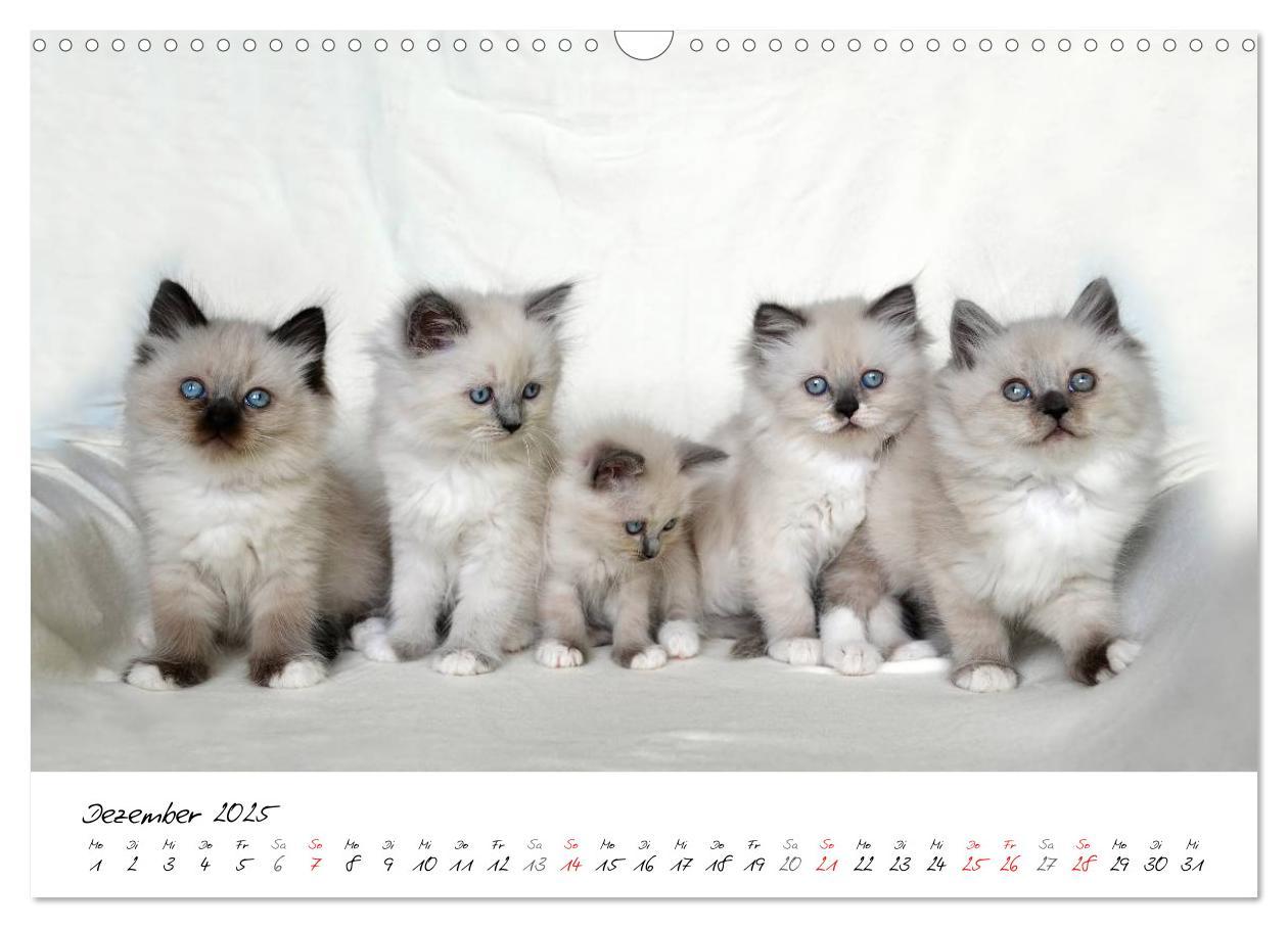 Bild: 9783435606207 | Katzenparade (Wandkalender 2025 DIN A3 quer), CALVENDO Monatskalender