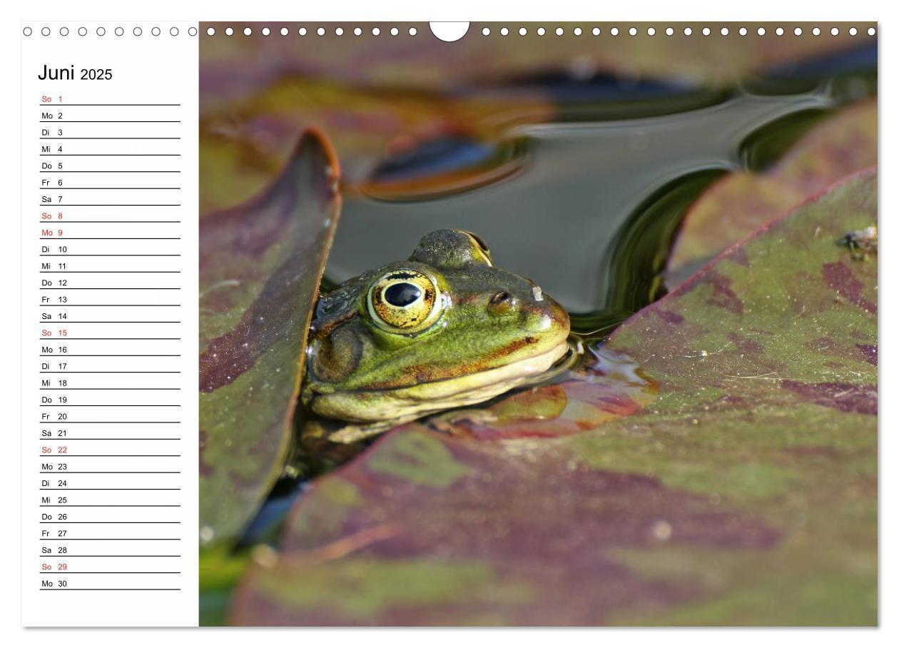 Bild: 9783435542659 | Amphibien und Reptilien (Wandkalender 2025 DIN A3 quer), CALVENDO...