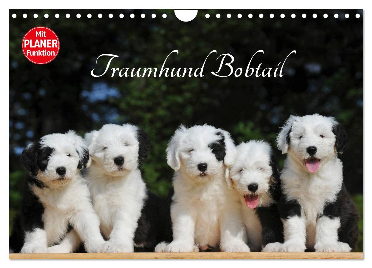 Cover: 9783435545902 | Traumhund Bobtail (Wandkalender 2025 DIN A4 quer), CALVENDO...