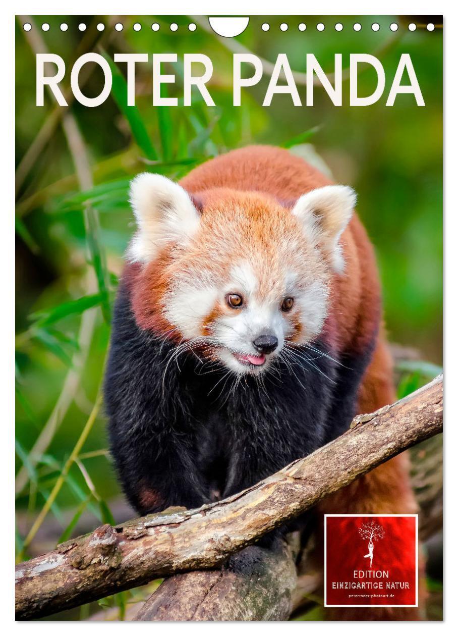 Cover: 9783675689015 | Roter Panda (Wandkalender 2024 DIN A4 hoch), CALVENDO Monatskalender