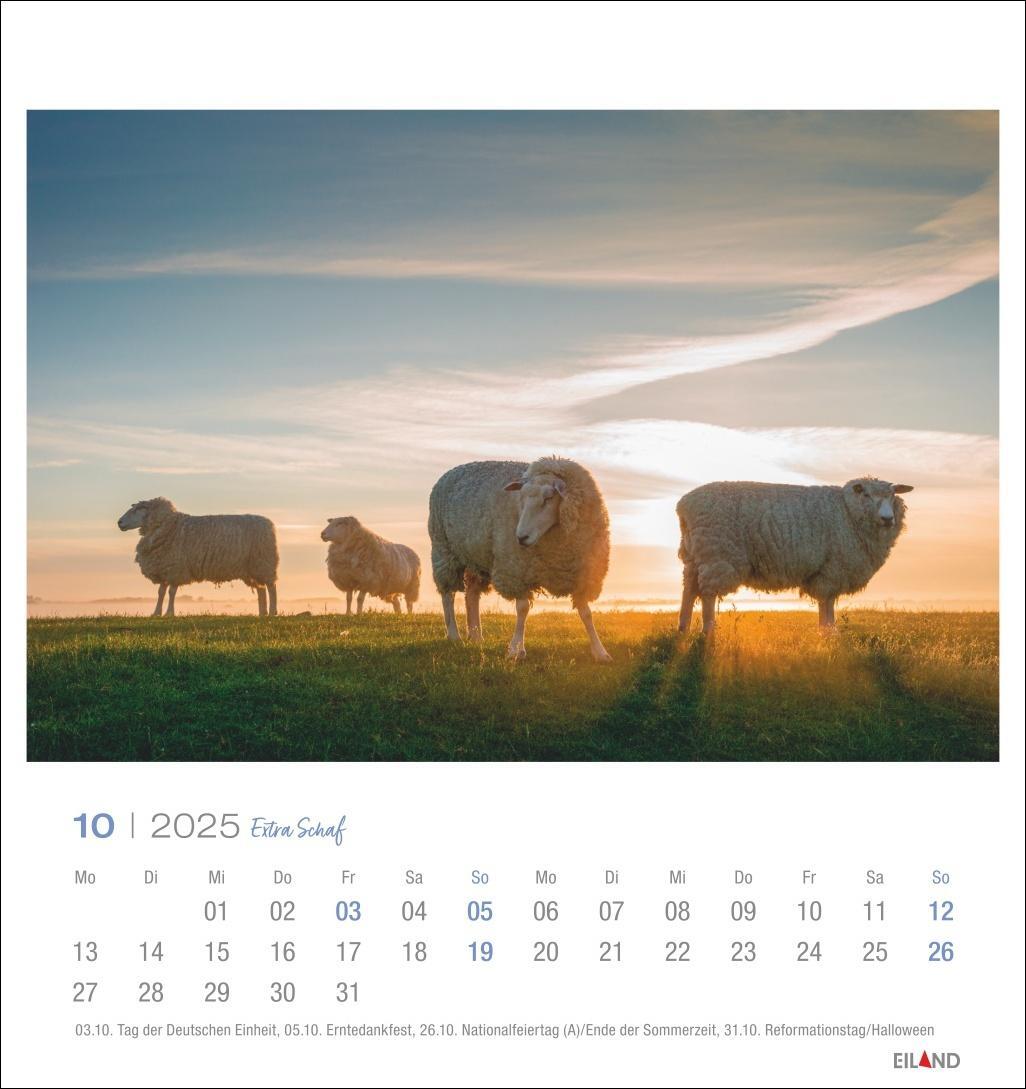 Bild: 9783964023254 | Extra Schaf Postkartenkalender 2025 | Eiland | Kalender | 13 S. | 2025