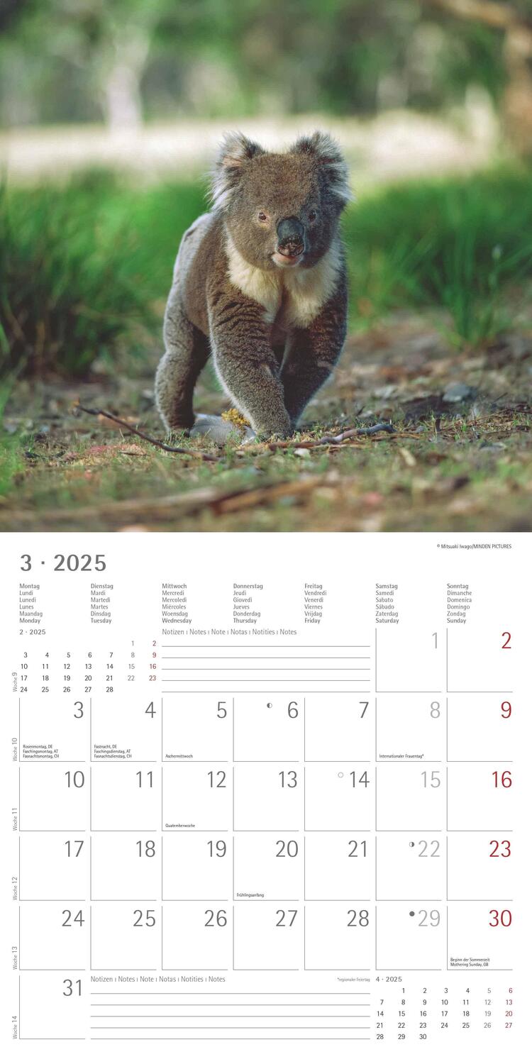 Bild: 4251732340759 | Koalas 2025 - Broschürenkalender 30x30 cm (30x60 geöffnet) -...