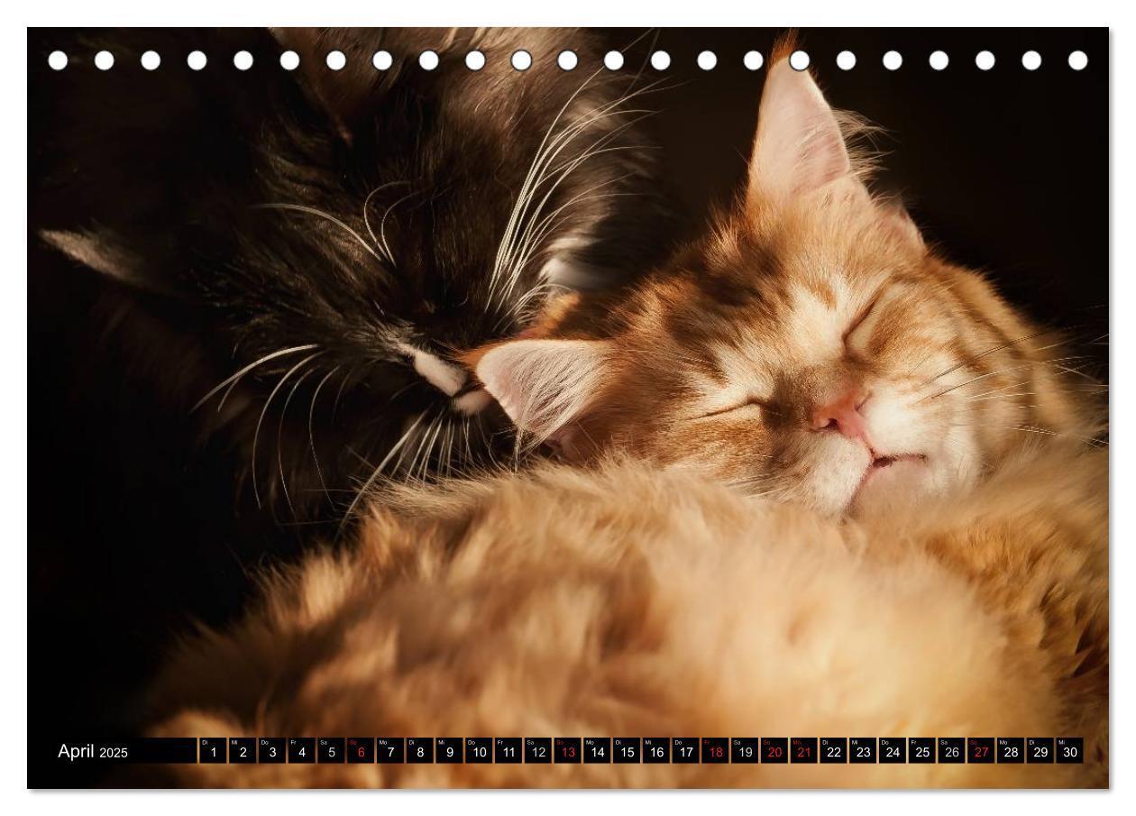 Bild: 9783435632053 | KATZEN Beautys (Tischkalender 2025 DIN A5 quer), CALVENDO...