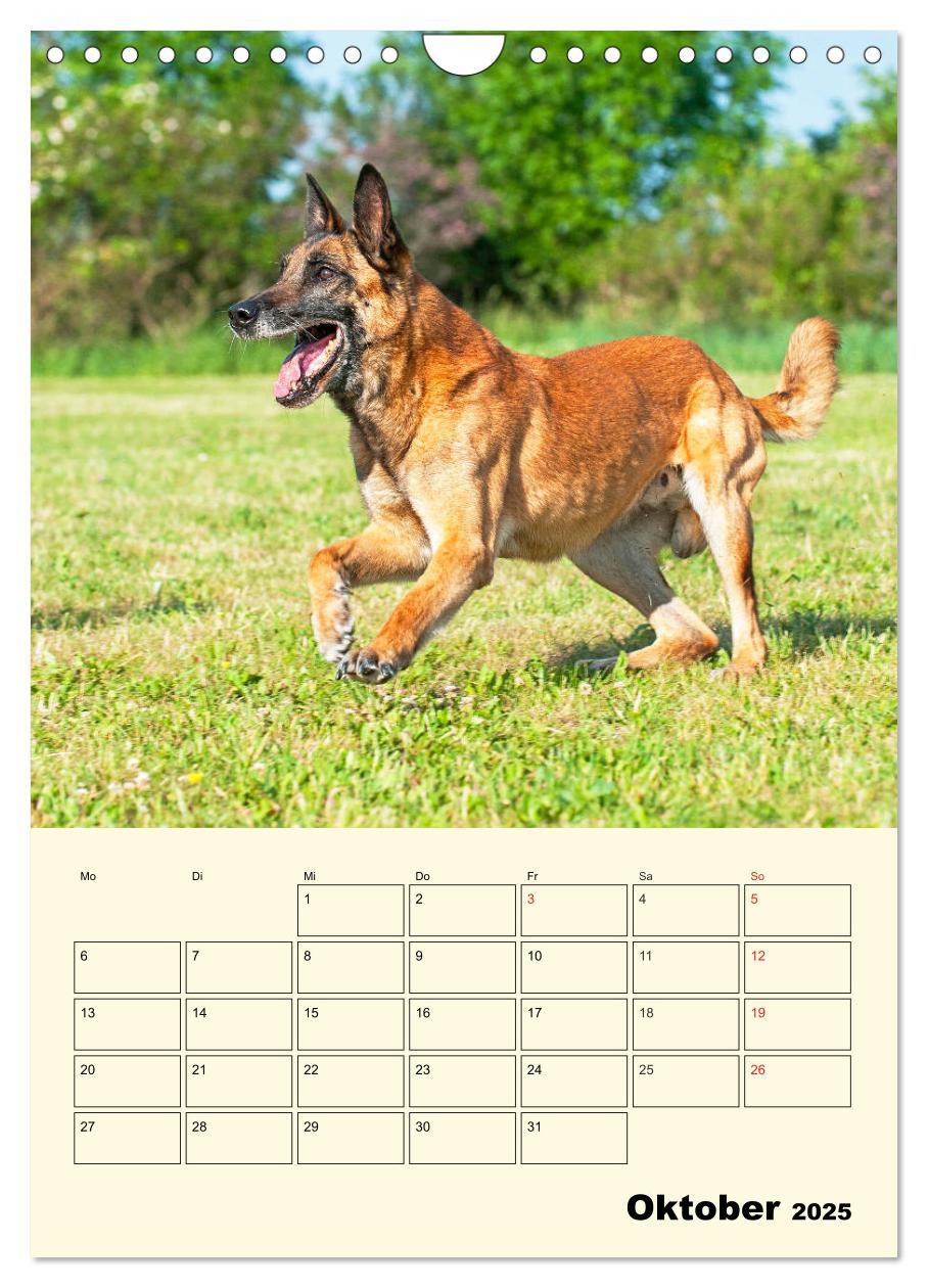 Bild: 9783435959143 | Familienplaner Tausendsassa Malinois (Wandkalender 2025 DIN A4...