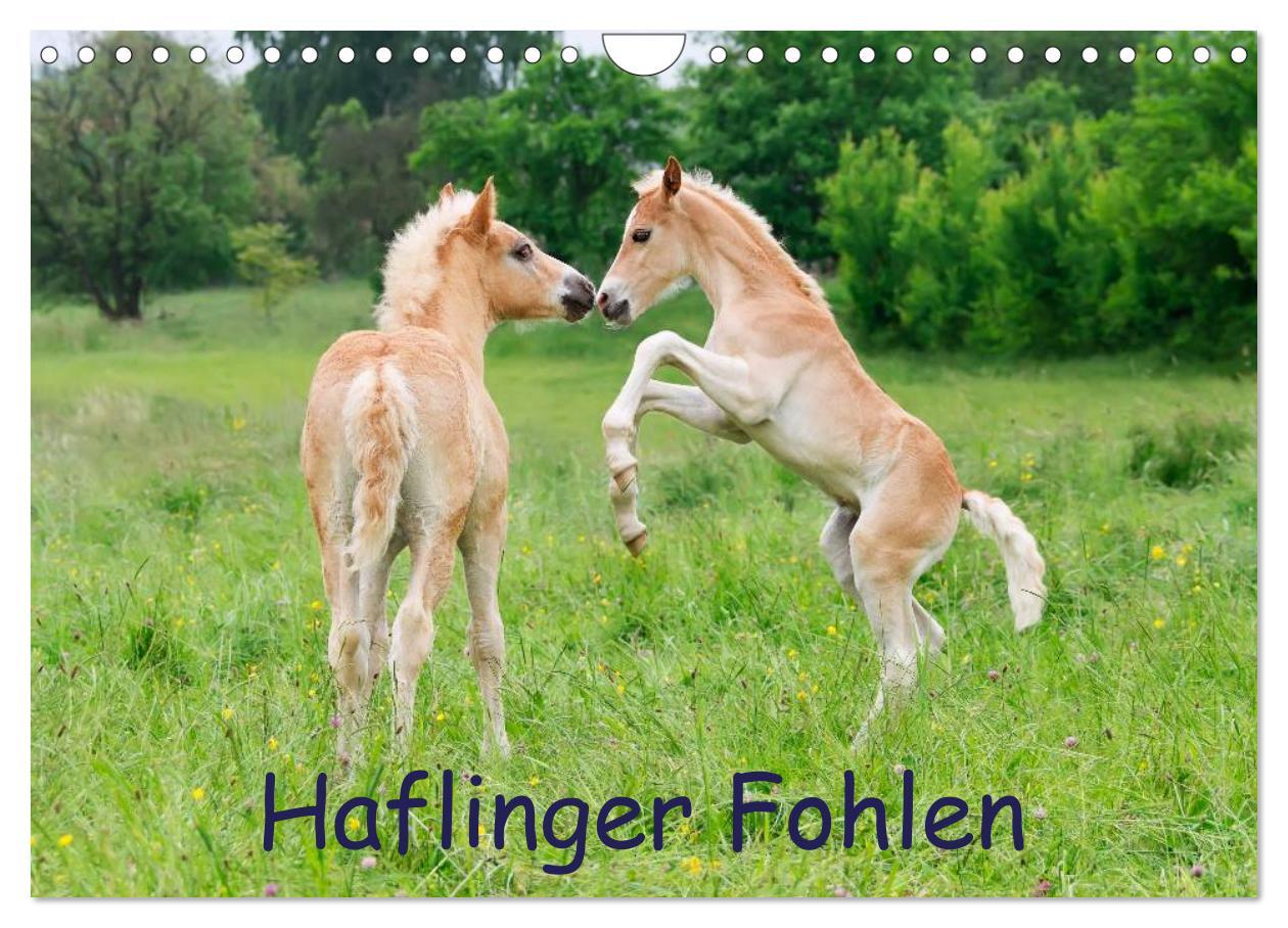 Cover: 9783435786534 | Haflinger Fohlen (Wandkalender 2025 DIN A4 quer), CALVENDO...