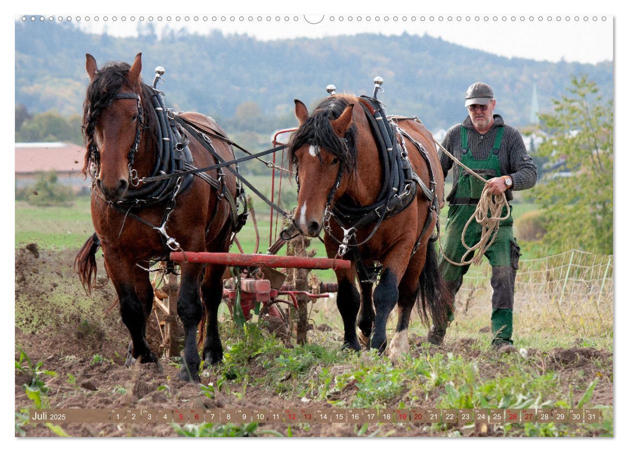 Bild: 9783435095766 | Zugpferde bei der Feldarbeit (Wandkalender 2025 DIN A2 quer),...