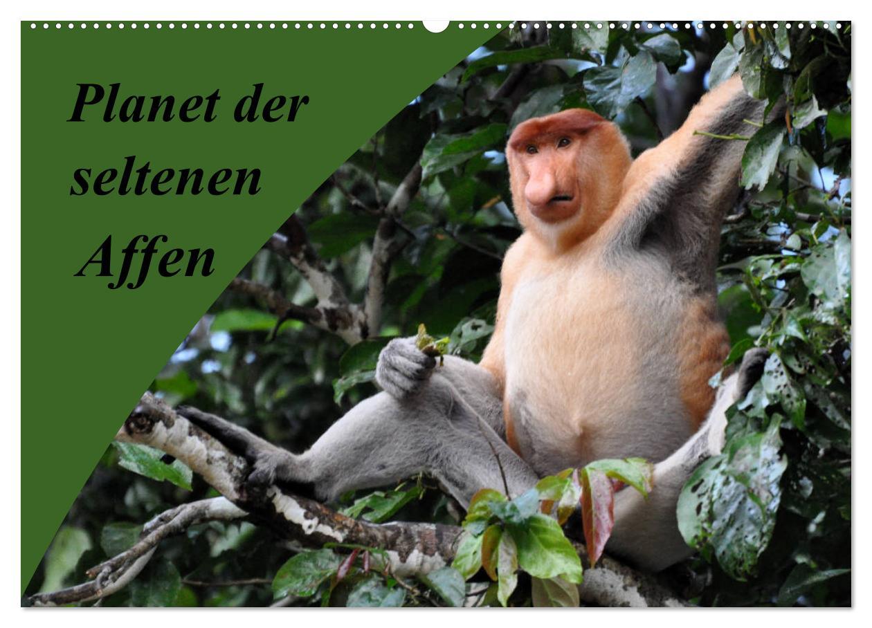 Cover: 9783435369072 | Planet der seltenen Affen (Wandkalender 2025 DIN A2 quer), CALVENDO...