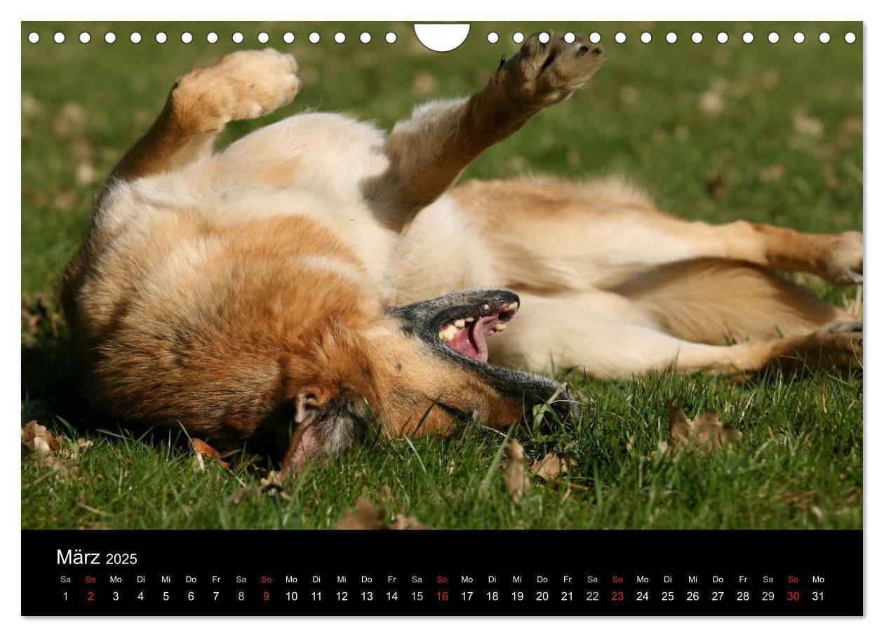 Bild: 9783435784011 | Mit dem Deutschen Schäferhund durch's Jahr (Wandkalender 2025 DIN...