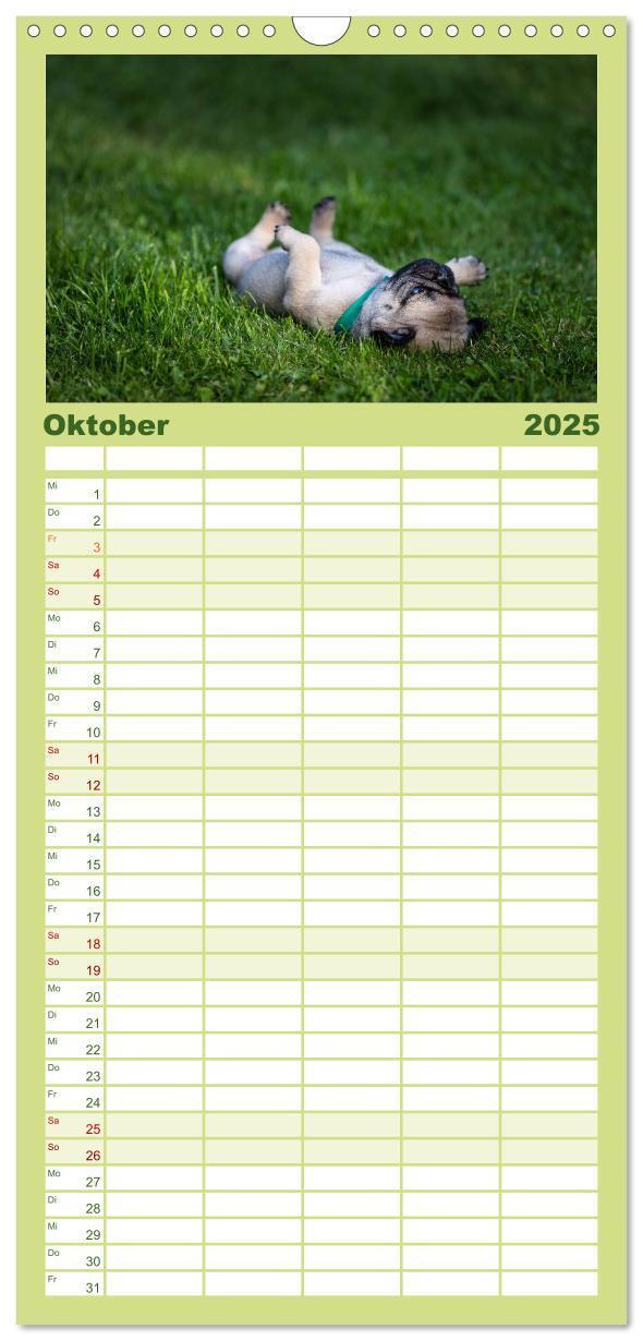 Bild: 9783457119419 | Familienplaner 2025 - Mopswelpen mit 5 Spalten (Wandkalender, 21 x...