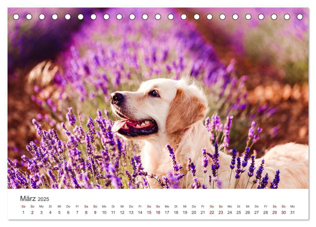 Bild: 9783383941504 | Golden Retriever - Die treuen Begleiter. (Tischkalender 2025 DIN A5...