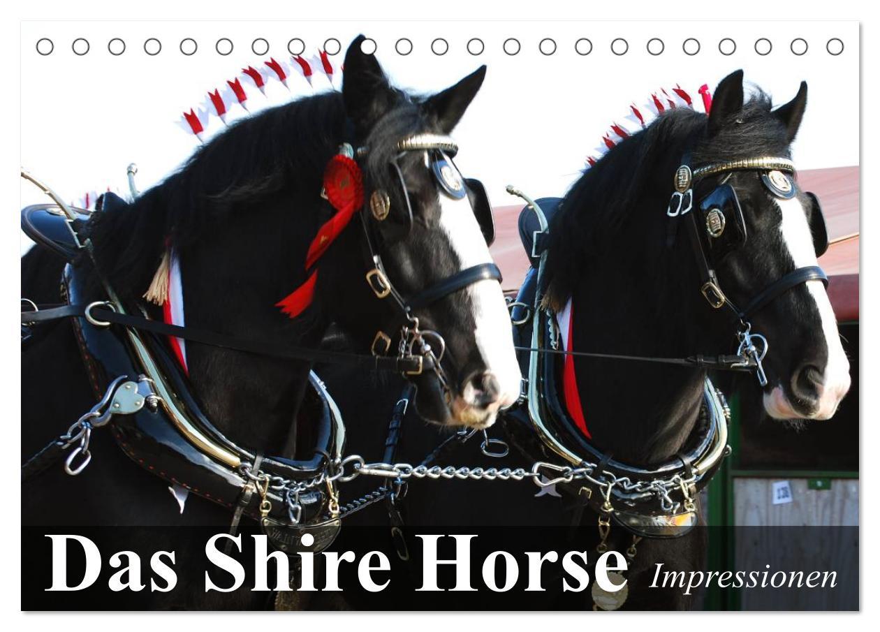 Cover: 9783435534067 | Das Shire Horse. Impressionen (Tischkalender 2025 DIN A5 quer),...