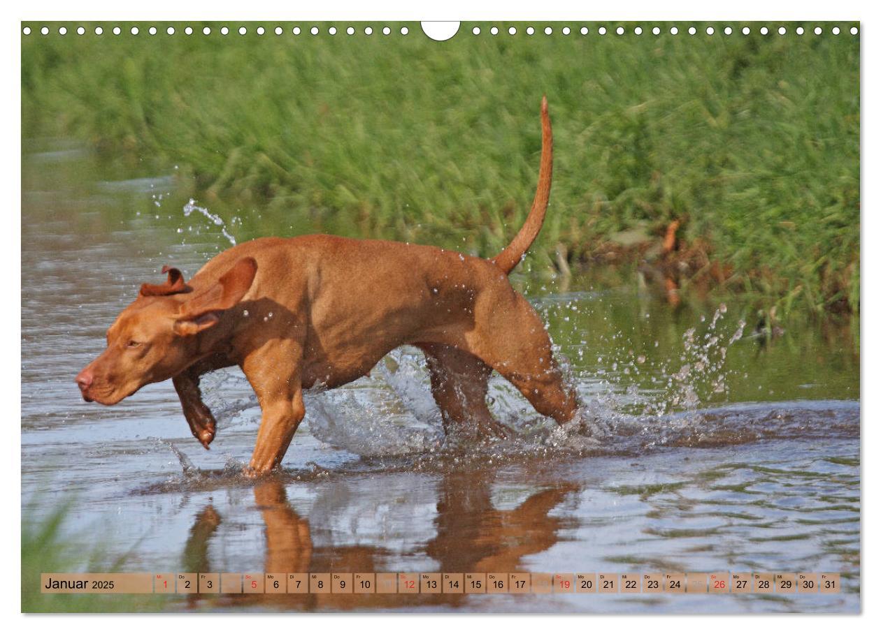 Bild: 9783435794508 | Magyar Vizsla - Vielseitiger Jagdhund mit Familienanschluss...