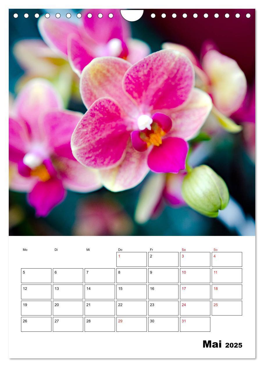 Bild: 9783435977833 | Orchideen - Tropische Schönheiten (Wandkalender 2025 DIN A4 hoch),...