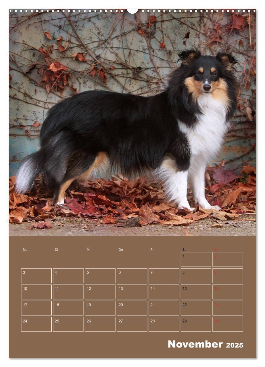 Bild: 9783457012536 | SHELTIES Herzensbrecher auf 4 Pfoten (Wandkalender 2025 DIN A2...