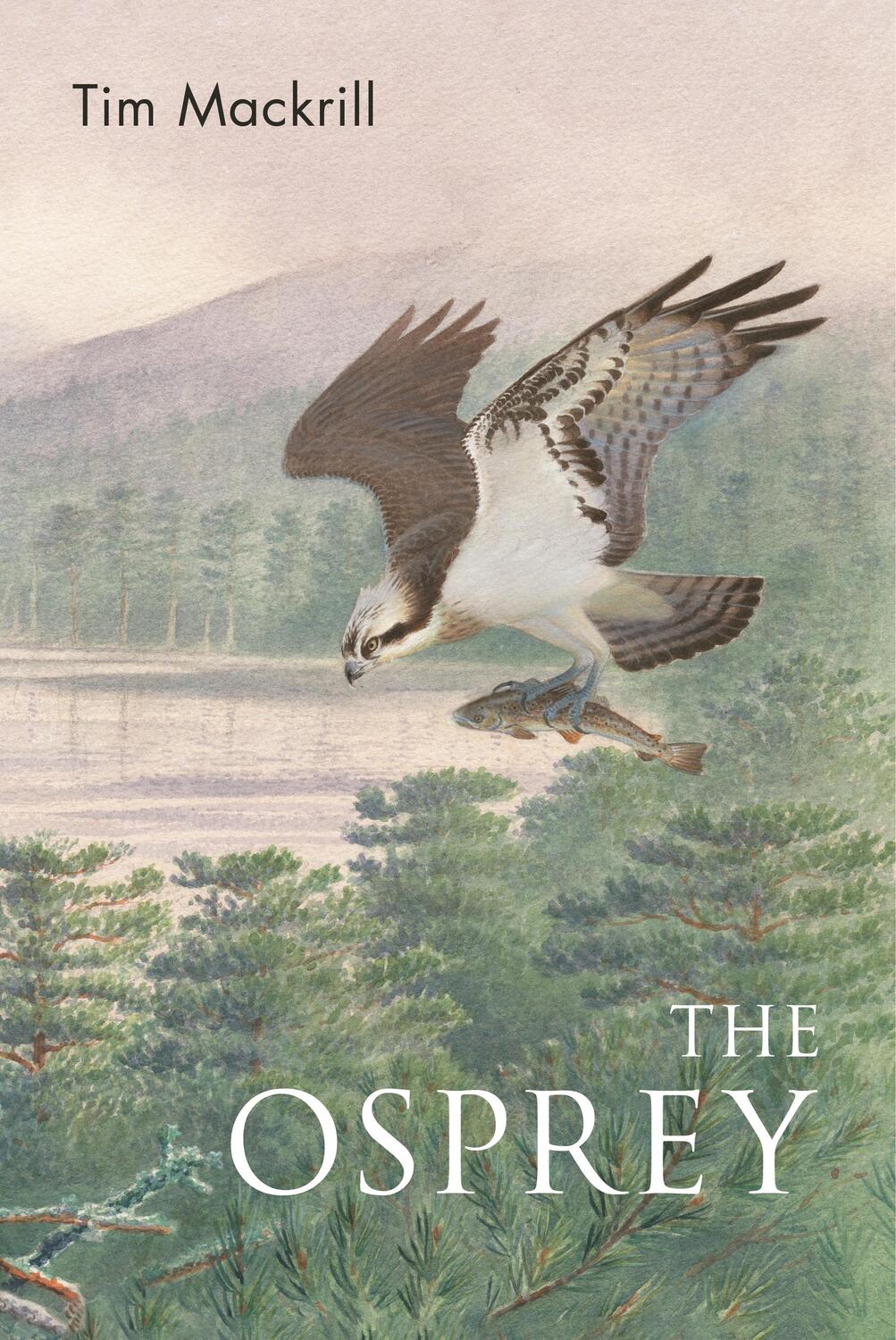 Cover: 9781472992611 | The Osprey | Tim Mackrill | Taschenbuch | Poyser Monographs | Englisch