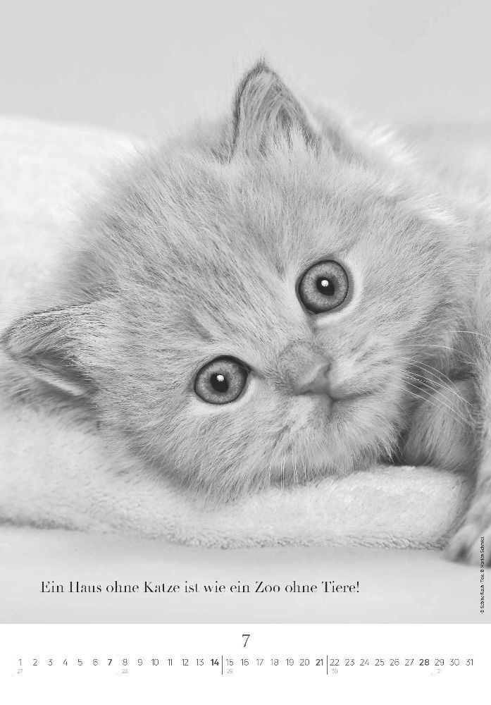 Bild: 4251732334871 | Der poetische Katzenkalender 2024 - Bild-Kalender 23,7x34 cm - mit...