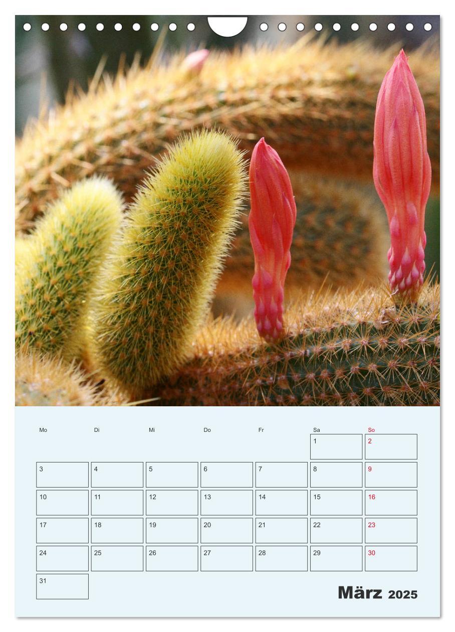 Bild: 9783435969951 | Wehrhafte Sukkulenten (Wandkalender 2025 DIN A4 hoch), CALVENDO...