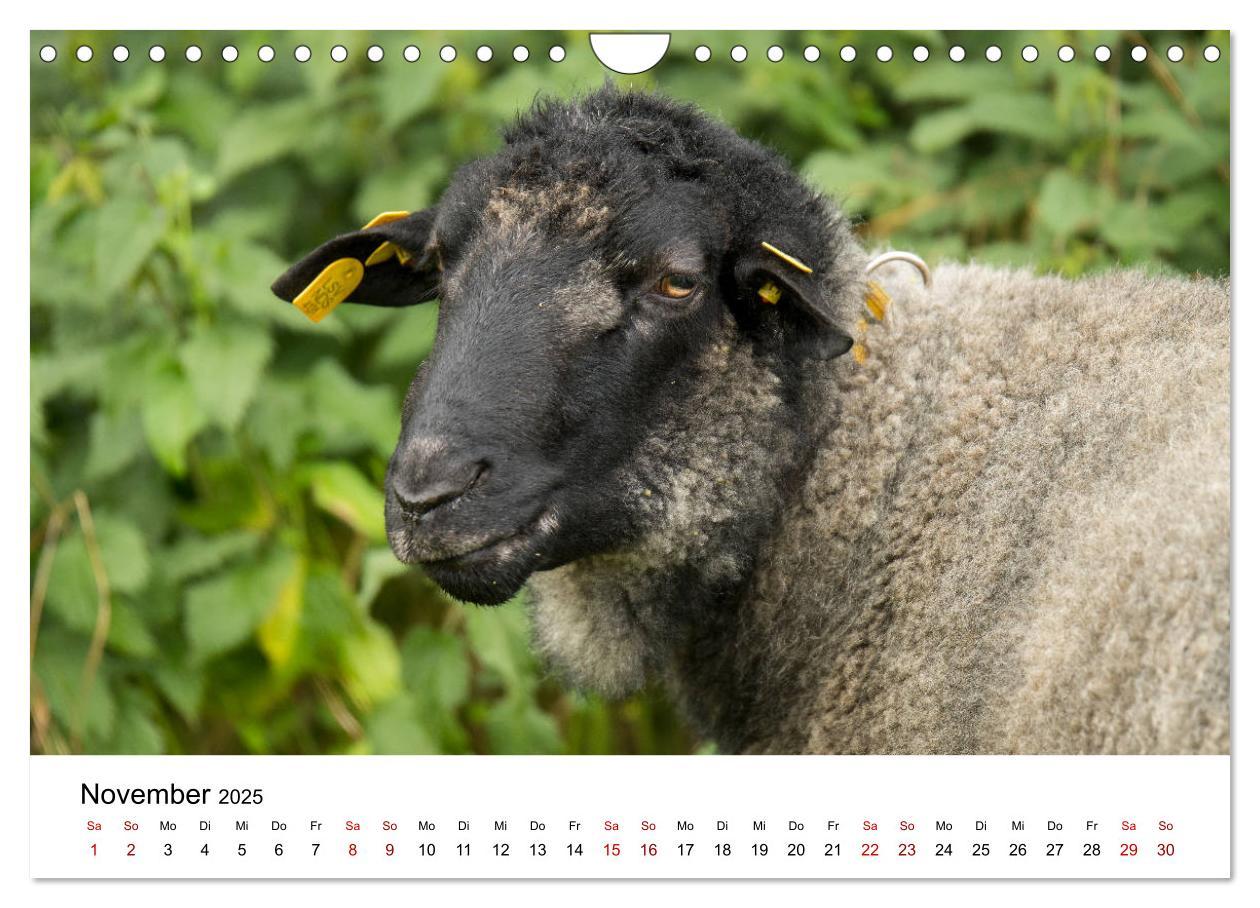 Bild: 9783435354375 | Alte Nutztierrassen 2025 (Wandkalender 2025 DIN A4 quer), CALVENDO...