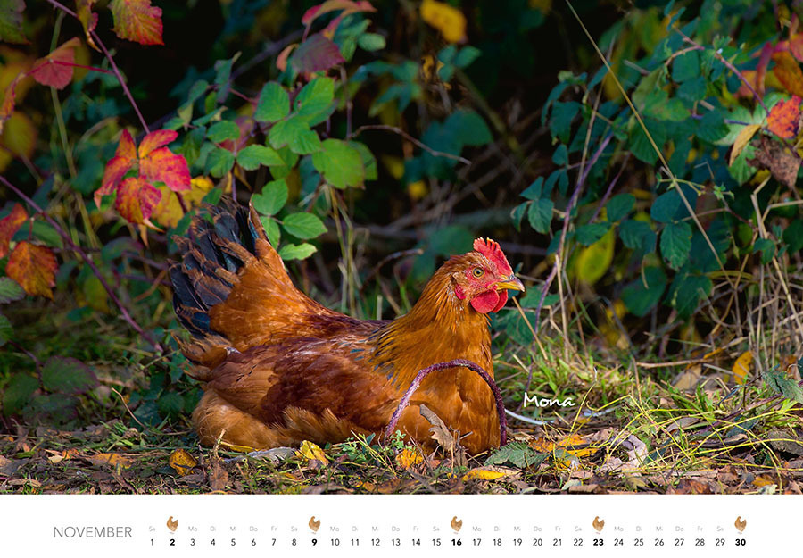 Bild: 9783966648202 | Hühner Kalender 2025 | Der Tierkalender mit den charmanten Namen