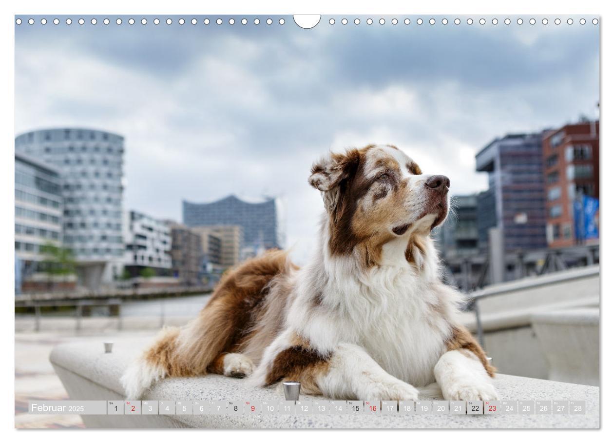 Bild: 9783435547197 | Australian Shepherd 2025 (Wandkalender 2025 DIN A3 quer), CALVENDO...