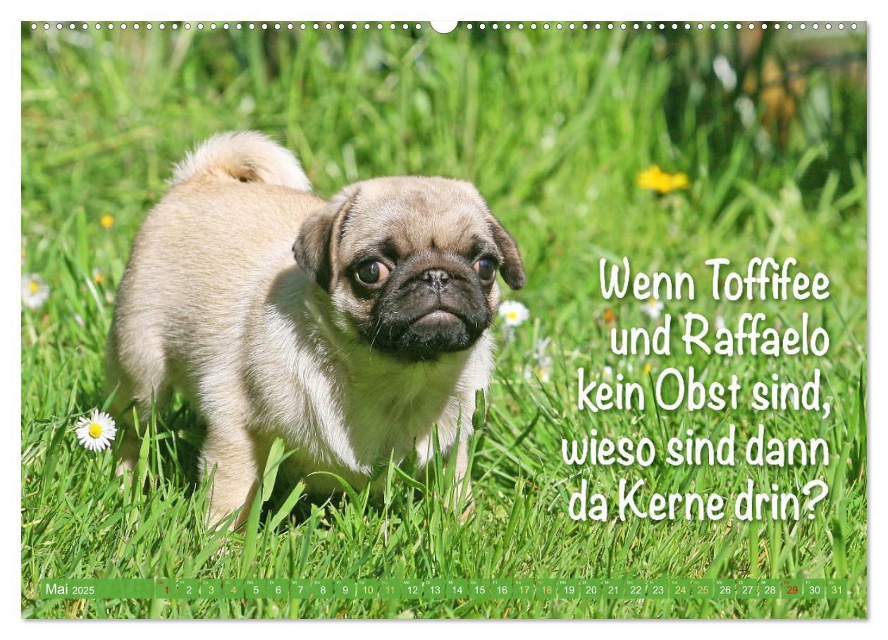 Bild: 9783457167205 | Lächeln mit Mops (Wandkalender 2025 DIN A2 quer), CALVENDO...