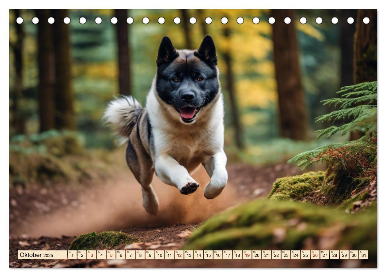 Bild: 9783457071731 | Akita Inu - Inbegriff der Treue (Tischkalender 2025 DIN A5 quer),...