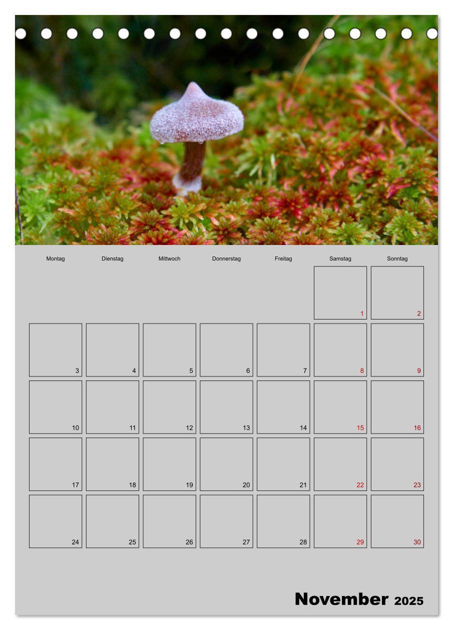 Bild: 9783435942367 | Quer durch die Pilze (Tischkalender 2025 DIN A5 hoch), CALVENDO...