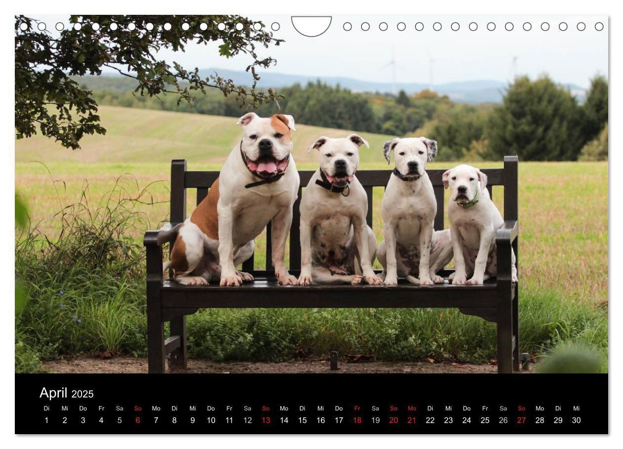 Bild: 9783435656707 | American Bulldog - stolz, loyal, einzigartig (Wandkalender 2025 DIN...