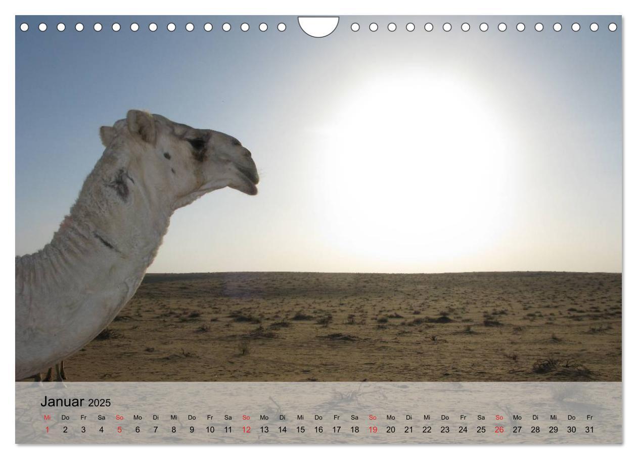 Bild: 9783435601035 | Kamele in der Wüstensonne (Wandkalender 2025 DIN A4 quer), CALVENDO...