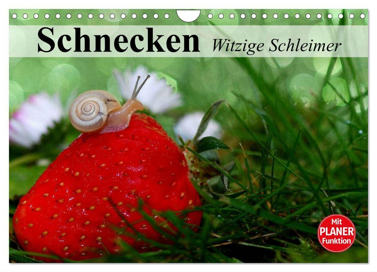 Cover: 9783435529445 | Schnecken. Witzige Schleimer (Wandkalender 2025 DIN A4 quer),...