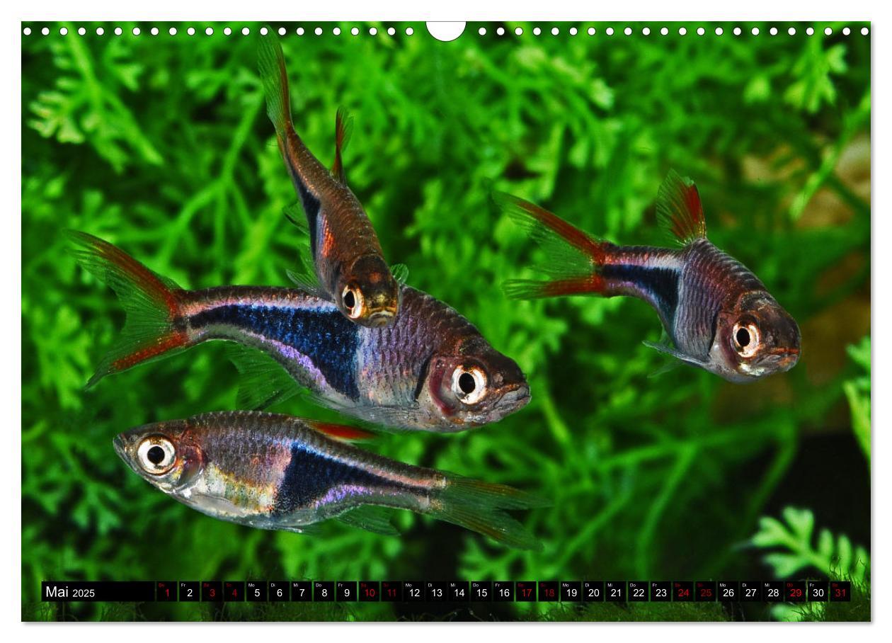 Bild: 9783383905407 | Beliebte Fische der Welt (Wandkalender 2025 DIN A3 quer), CALVENDO...