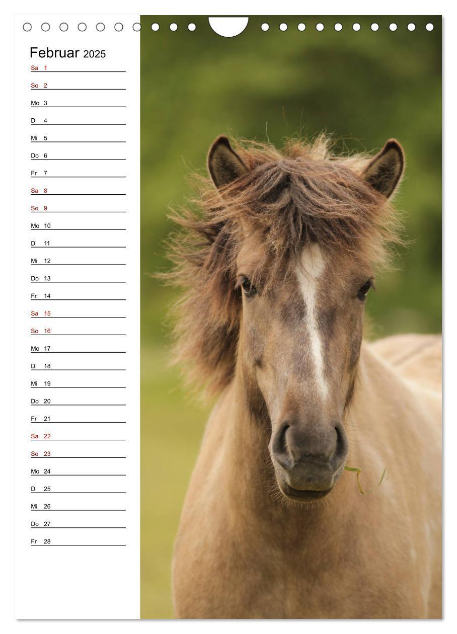 Bild: 9783435974733 | Isländer im Portrait (Wandkalender 2025 DIN A4 hoch), CALVENDO...