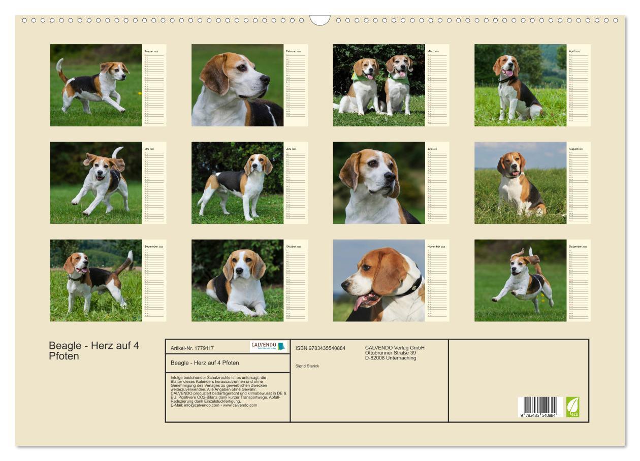 Bild: 9783435540884 | Beagle - Herz auf 4 Pfoten (Wandkalender 2025 DIN A2 quer),...