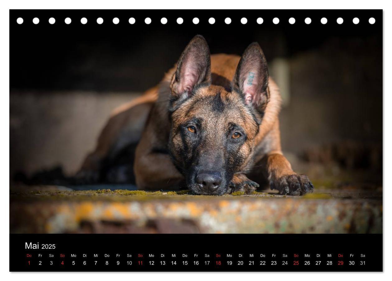 Bild: 9783435642267 | Belgischer Schäferhund - Der Malinois (Tischkalender 2025 DIN A5...