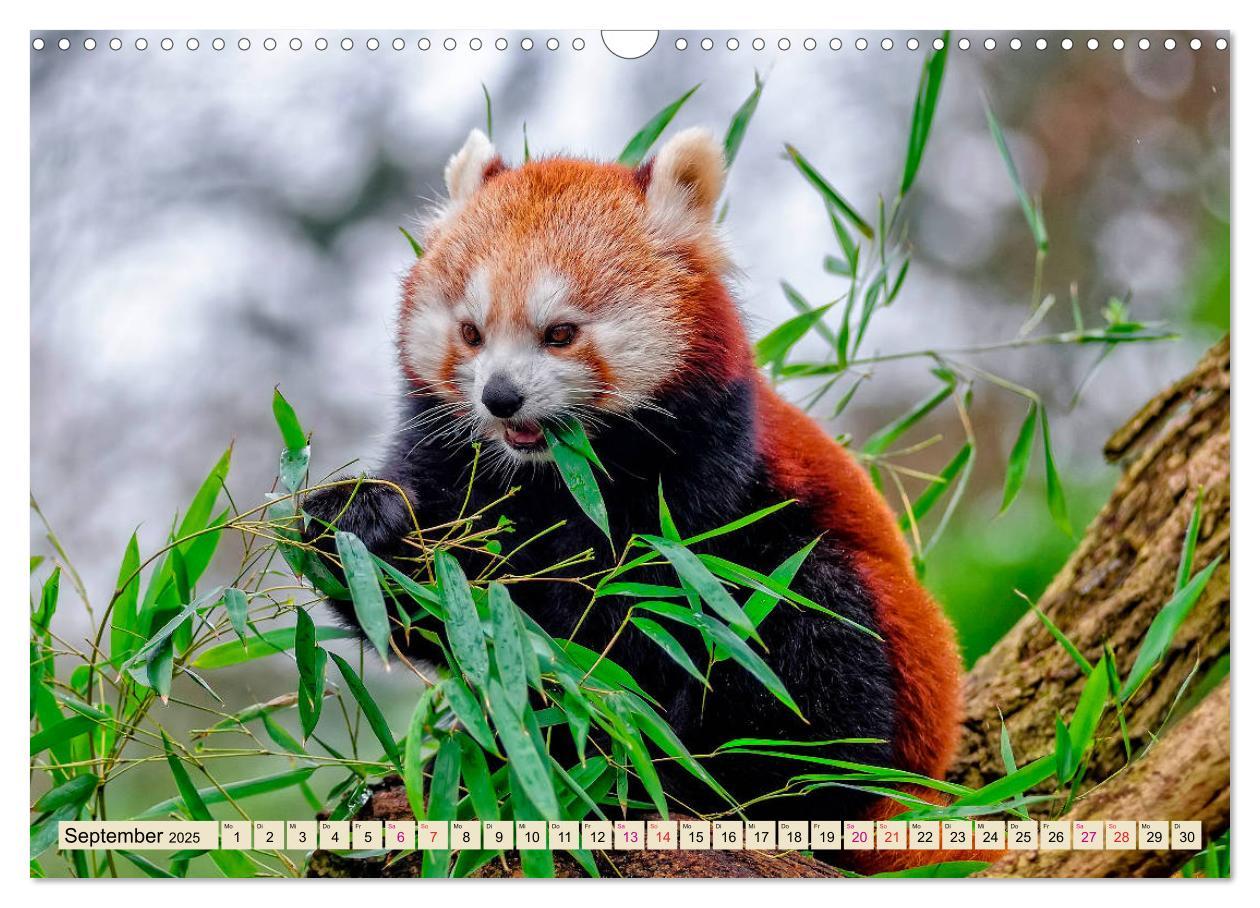 Bild: 9783435436965 | Kleiner Panda (Wandkalender 2025 DIN A3 quer), CALVENDO Monatskalender