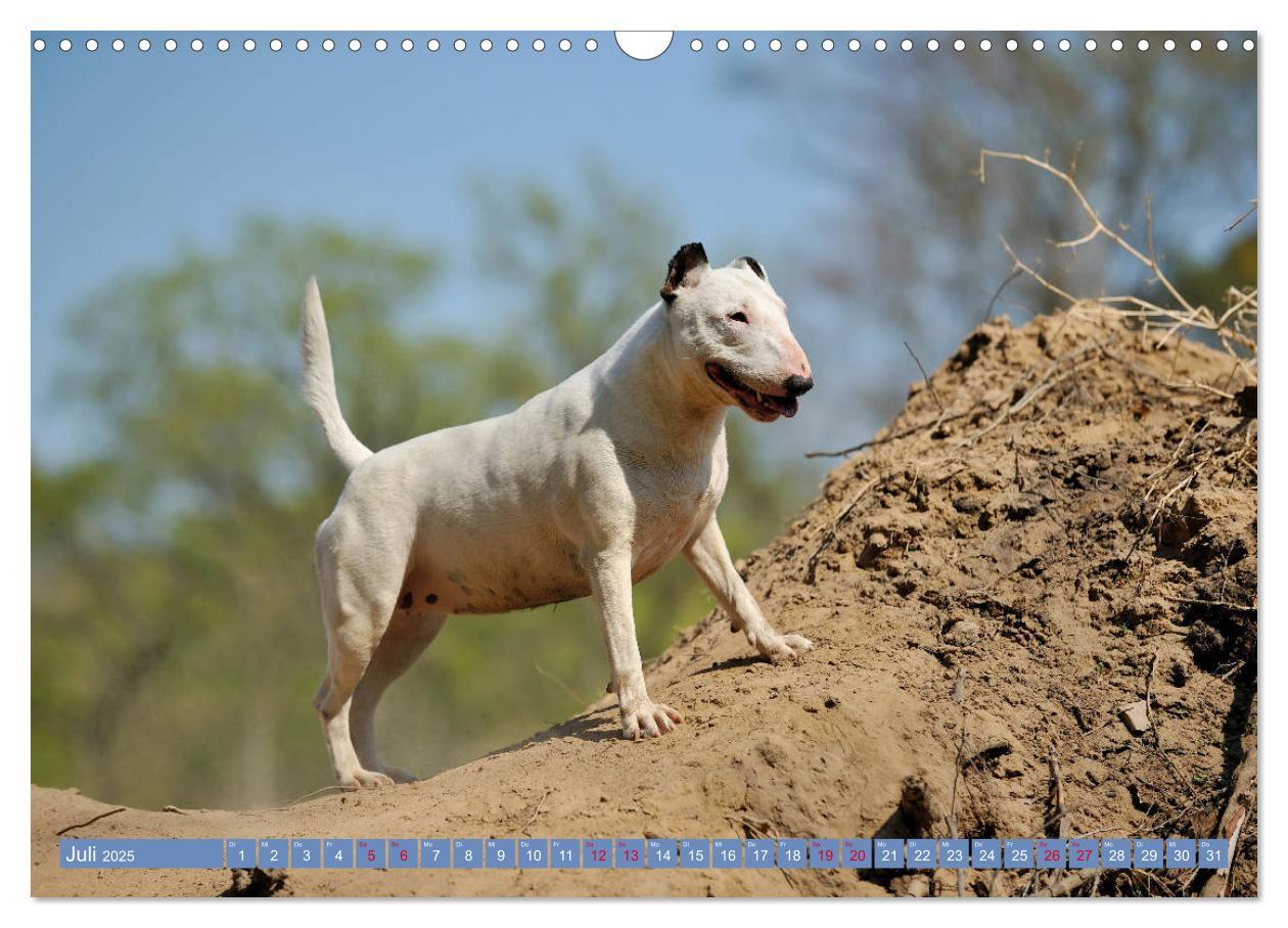 Bild: 9783435405404 | Bullterrier, Powerpakete auf 4 Pfoten (Wandkalender 2025 DIN A3...