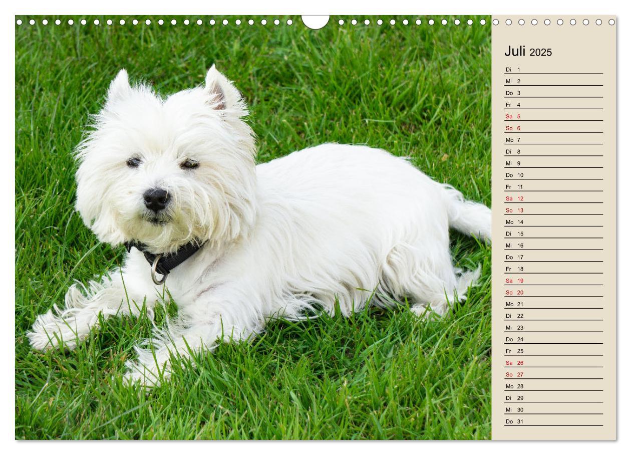 Bild: 9783383906077 | WEST HIGHLAND WHITE TERRIER - DER WESTIE - EIN HUND MIT CHARISMA...