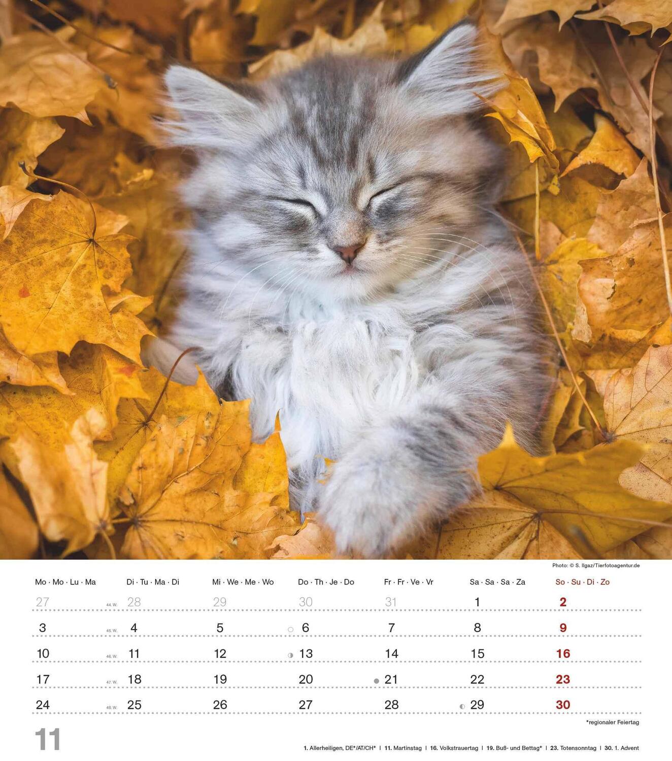 Bild: 4251732342159 | Niedliche Katzenkinder 2025 - Wand-Kalender - Tier-Kalender - 30x34