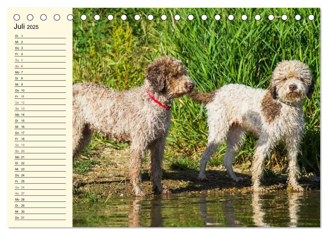 Bild: 9783435543854 | Lagotto Romagnolo - Italienischer Trüffelhund (Tischkalender 2025...