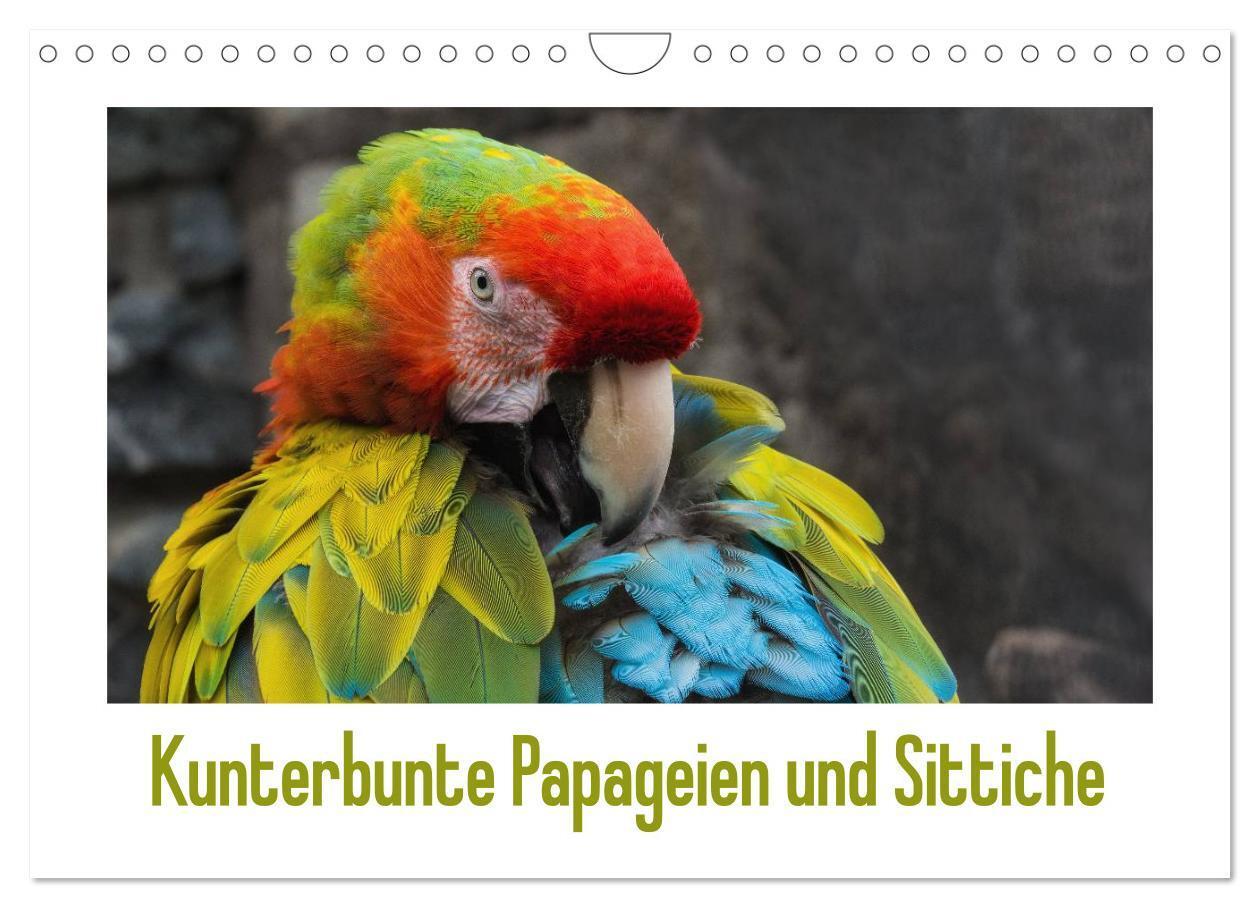 Cover: 9783383392177 | Kunterbunte Papageien und Sittiche (Wandkalender 2024 DIN A4 quer),...
