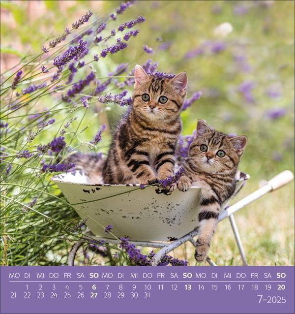 Bild: 9783731876724 | Schmusekatzen 2025 | aufstellbarer Postkartenkalender | Verlag Korsch