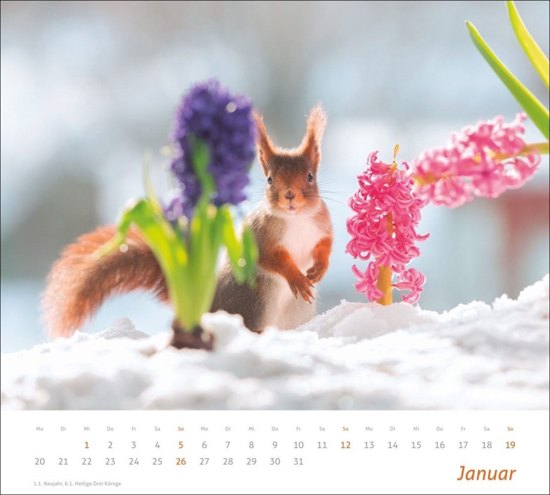 Bild: 9783756406869 | Eichhörnchen Bildkalender 2025 | Geert Weggen | Kalender | 14 S.