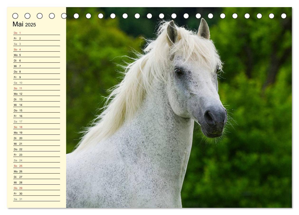 Bild: 9783435543991 | Traumpferd Lipizzaner (Tischkalender 2025 DIN A5 quer), CALVENDO...