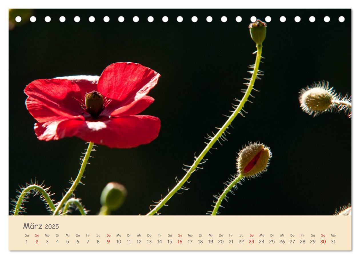 Bild: 9783435493500 | Mohnblumen - rote Schönheiten (Tischkalender 2025 DIN A5 quer),...