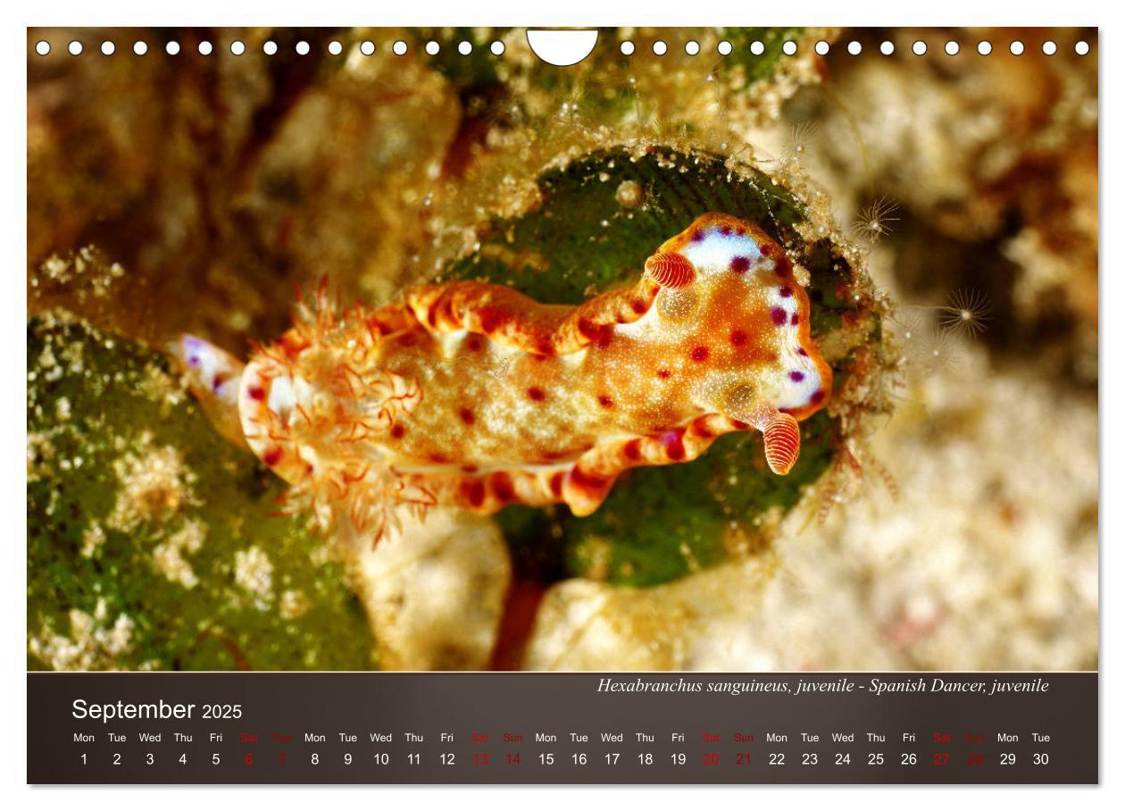 Bild: 9781325940516 | Nudibranchs on the ocean floor (Wall Calendar 2025 DIN A4...