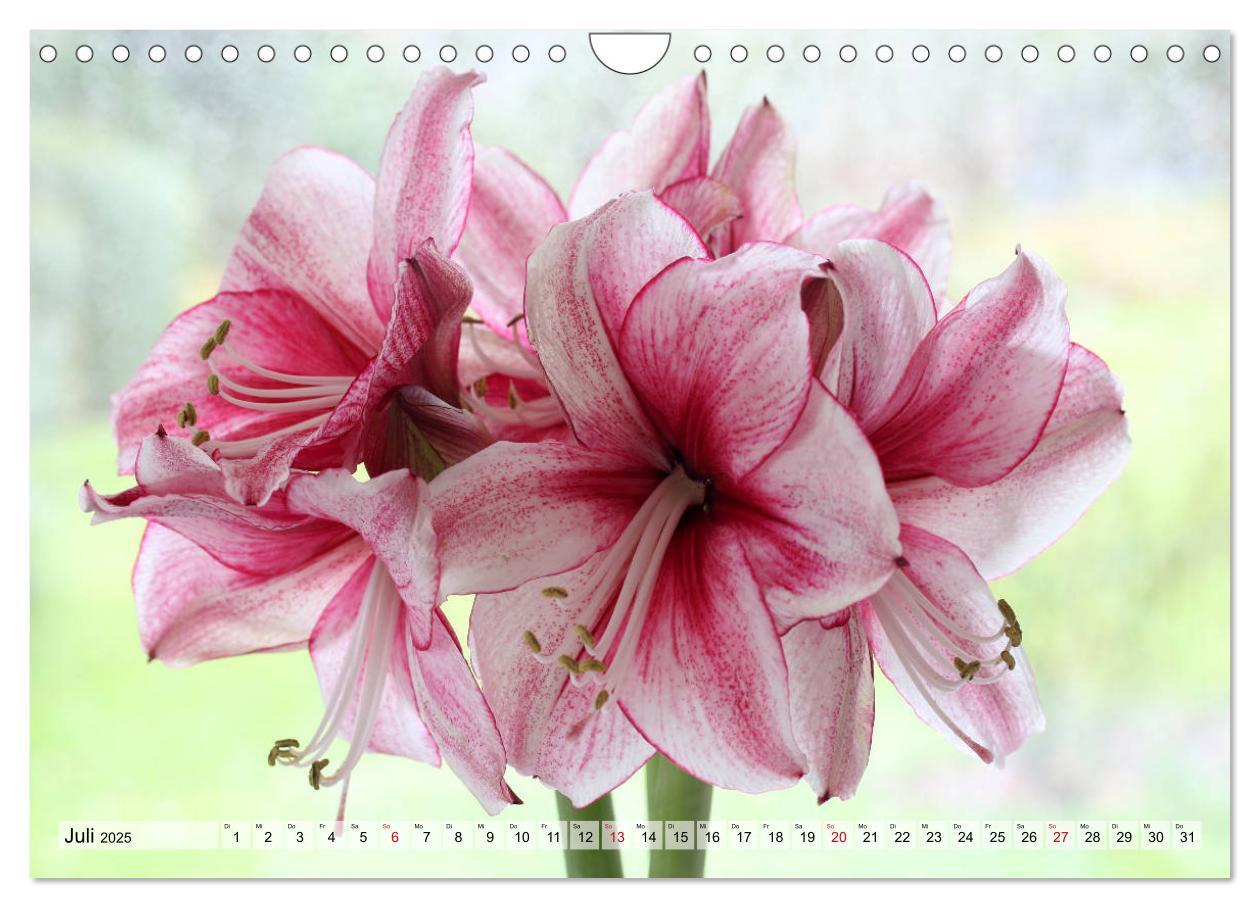 Bild: 9783435382958 | Amaryllis-Blüten (Wandkalender 2025 DIN A4 quer), CALVENDO...