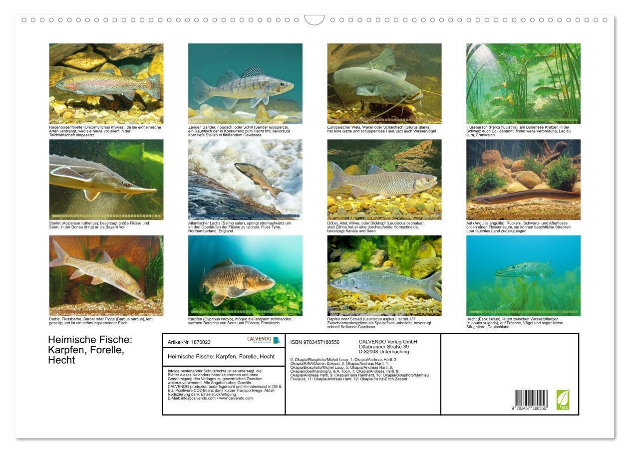 Bild: 9783457180556 | Heimische Fische: Karpfen, Forelle, Hecht (Wandkalender 2025 DIN A2...