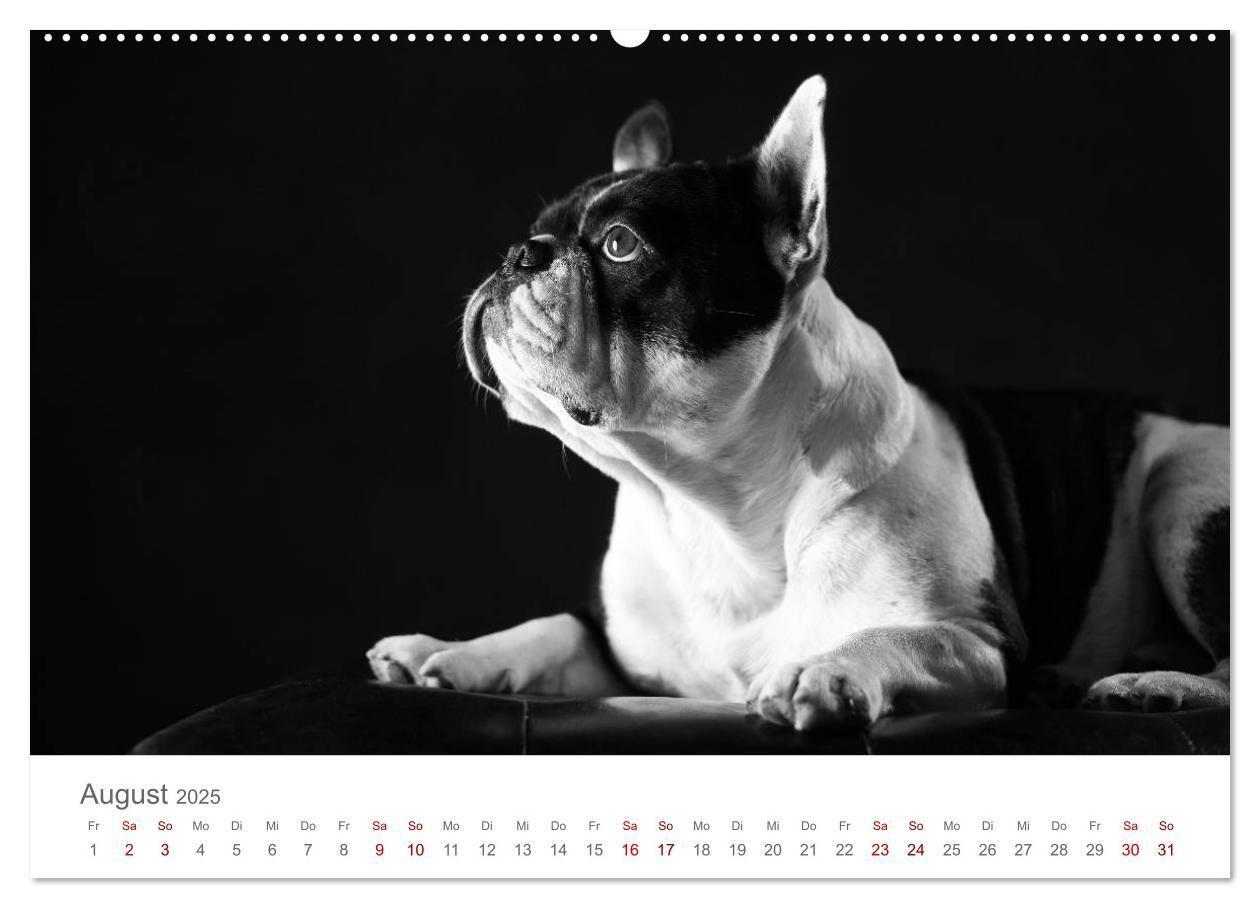 Bild: 9783435434213 | Hundeportraits Fine Art (Wandkalender 2025 DIN A2 quer), CALVENDO...