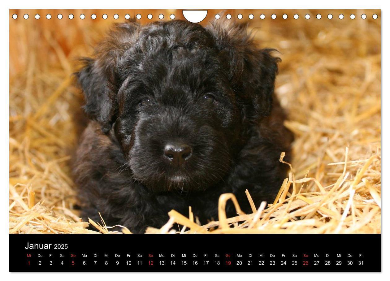 Bild: 9783435748402 | Bouvier des Flandres (Wandkalender 2025 DIN A4 quer), CALVENDO...